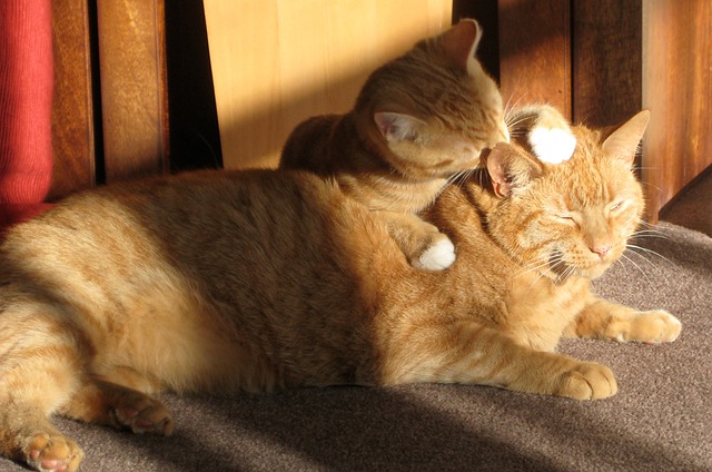 two-ginger-cats-650546_640